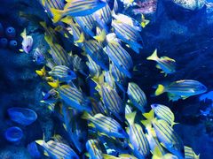 -海合安武汉极地海洋公园