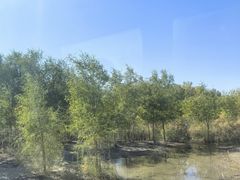 -金塔沙漠胡杨林景区