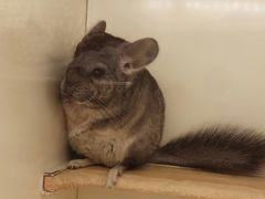 -龙猫仔乐园(惠福东路店)