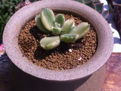 -梅陇花鸟市场-停车场