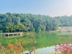 -铁山坪森林公园