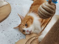 -喵园·猫主题咖啡厅·撸猫·猫咖(国贸店)