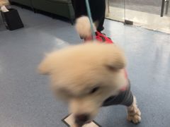 -顺强宠物诊所·狂犬免疫·夜诊·骨科(嘉定店)