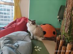 -猫在这儿猫咪咖啡馆·撸猫馆