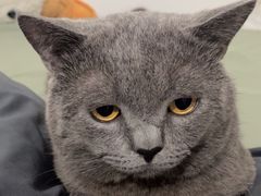 -集宠猫柠宠物生活馆