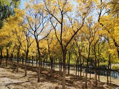 -永定河休闲森林公园