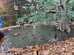 -西霞口神雕山野生动物世界