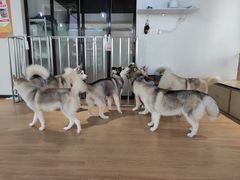 -Husky Go! 哈士奇体验馆·宠物咖啡厅狗咖