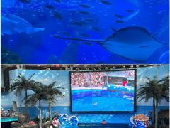 -海合安成都极地海洋公园