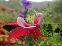 -深圳仙湖植物园-停车场