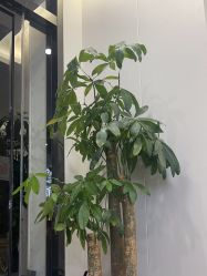 -苗方清颜专业祛痘·皮肤管理