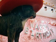 -百好乐宠物友好餐厅(朝外大街店)