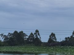 -江门古劳水乡旅游区