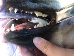 -宠爱国际动物医院· 猫科· 外科·中兽医(长白店)