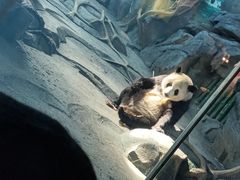 -武汉动物园