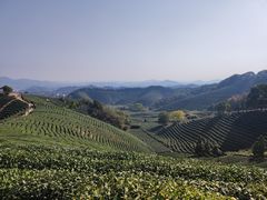 -龙坞茶村