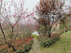 -铁山坪森林公园