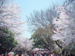-武汉大学-樱园