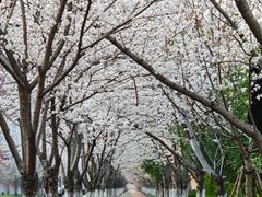 -高东镇樱花园