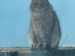 -青藏高原野生动物园