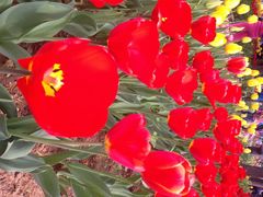 洛阳郁金香牡丹园-洛阳郁金香牡丹园