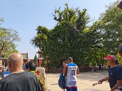 -大槐树寻根祭祖园