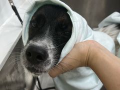 -宠小格时尚宠物生活馆(唐镇店)