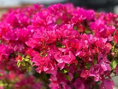 -龙大花卉苗木市场