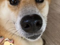 -柴犬高等学院·狗咖·柴犬售卖·宠物训练