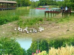 -上海长兴岛郊野公园