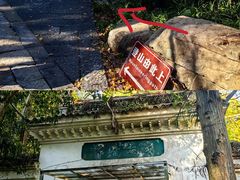 -天目山大树王景区