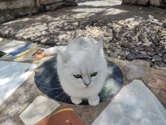 -喵屿·大理花园猫咖