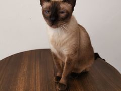 -猫友咖啡店(玉林西路店)