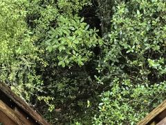 -怀托摩萤火虫洞