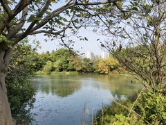 -八大山人梅湖景区