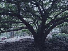 -晓港公园