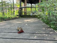-峡谷浮石林景区