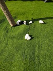 -萌宠亲子动物乐园(槐房万达店)