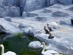 -合肥野生动物园