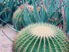-苏州太湖西山岛开心农场