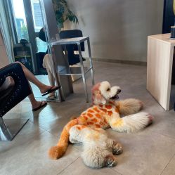 -MOVAN HAIR莫凡匠人发型屋