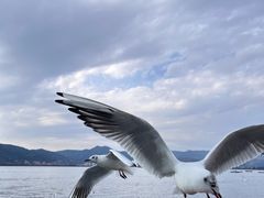 -海埂大坝