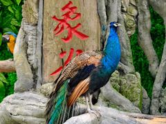 -野象谷景区