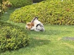 -翊宠yipet猫狗购宠庄园