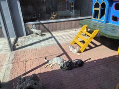 -西霞口神雕山野生动物世界