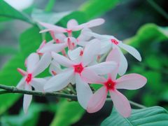 -国家植物园