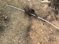 -岚山猴子公园