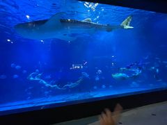 -烟台海昌鲸鲨海洋公园