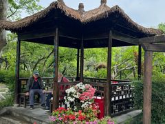 -上海醉白池公园
