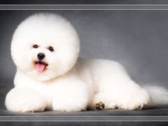 -家有小宠宠物美容(双楠街店)